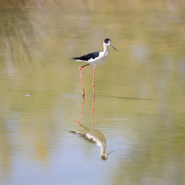 Éstille Ailes Noires Himantopus Himantopus — Photo