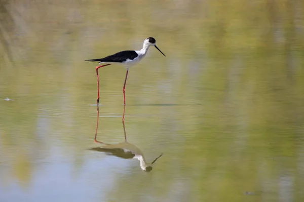 Alado Preto Stilt Himantopus Himantopus — Fotografia de Stock