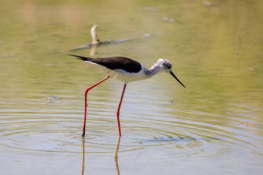 Uzunbacak (himantopus himantopus siyah kanatlı)