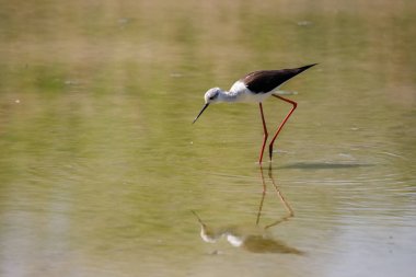 Uzunbacak (himantopus himantopus siyah kanatlı)
