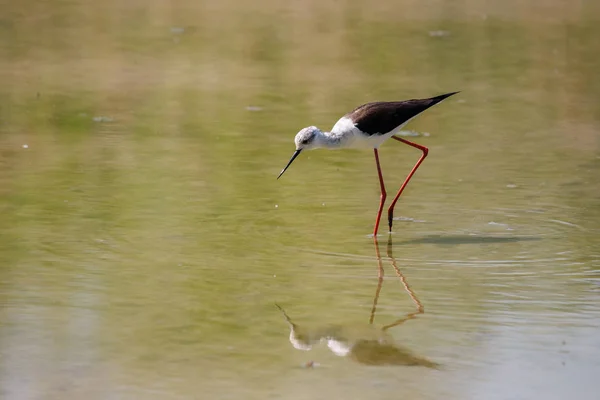 Éstille Ailes Noires Himantopus Himantopus — Photo