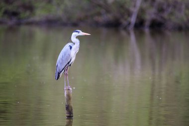 Gri balıkçıl (Ardea cinerea) 