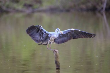 Gri balıkçıl (Ardea cinerea)