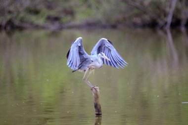 Gri balıkçıl (Ardea cinerea)