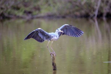 Gri balıkçıl (Ardea cinerea) uçuş