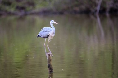 Gri balıkçıl (Ardea cinerea) 