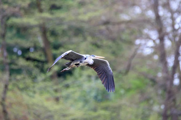 Garza Gris Ardea Cinerea Vuelo —  Fotos de Stock