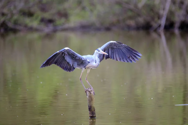 Grå Häger Ardea Cinerea Flykten — Stockfoto