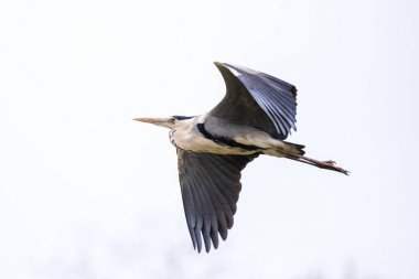Gri balıkçıl (Ardea cinerea) uçuş