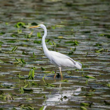 Beyaz balıkçıl (Ardea alba) suda