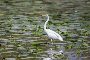 Beyaz balıkçıl (Ardea alba) suda