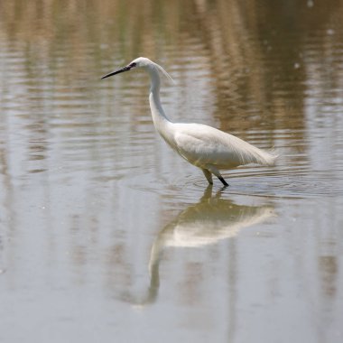 Küçük Egret (Egretta garzetta)
