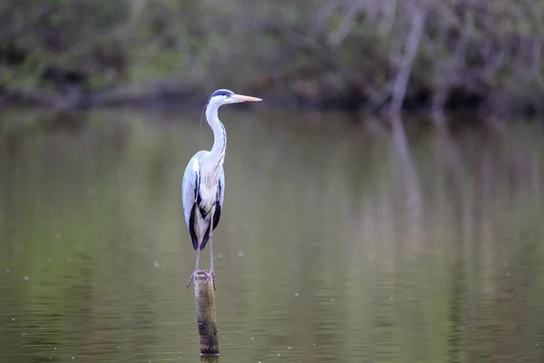 Volavka Šedá Ardea Cinerea — Stock fotografie