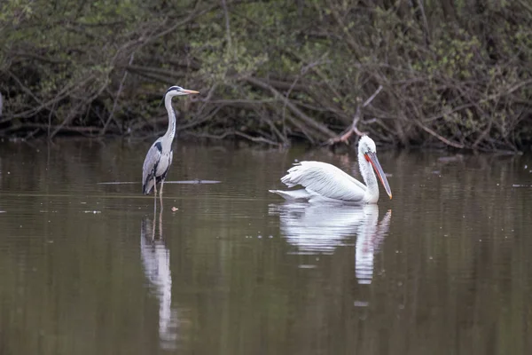 Gray Heron Pelican — Stock Photo, Image