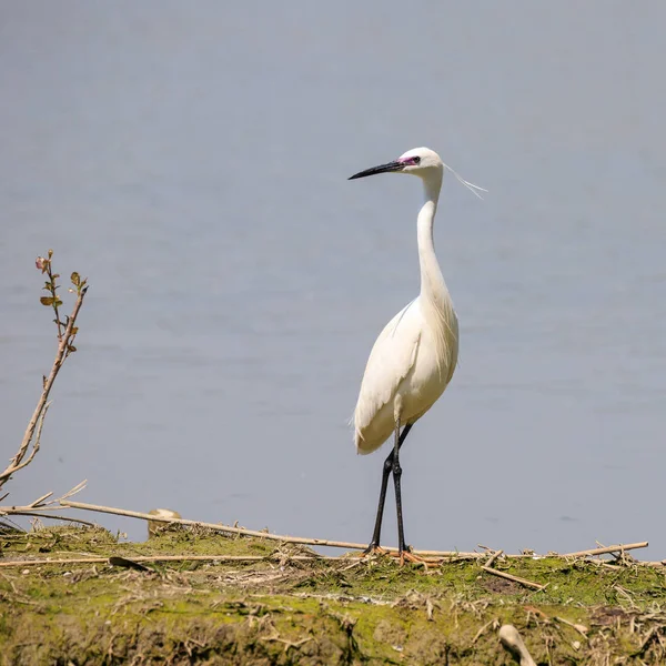 Garceta Pequeña Egretta Garzetta —  Fotos de Stock