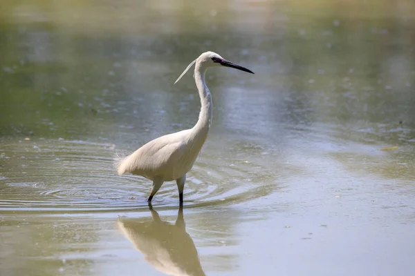 Malá Egret Egretta Garzetta — Stock fotografie