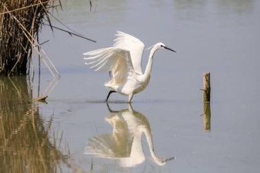 Küçük Egret (Egretta garzetta)