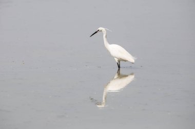 Küçük Egret (Egretta garzetta)