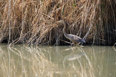 Sazlık kamufle mor balıkçıl (Ardea purpurea)