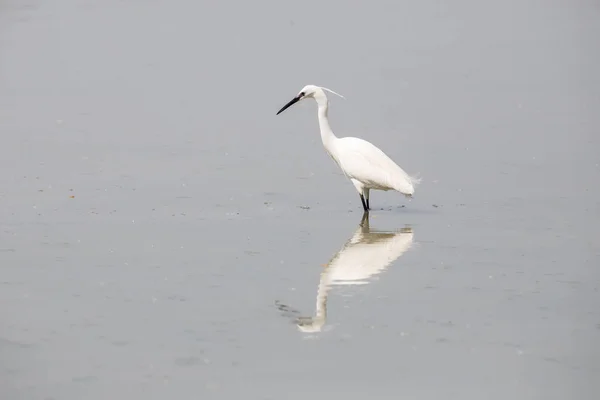 Kleine Zilverreiger Egretta Garzetta — Stockfoto