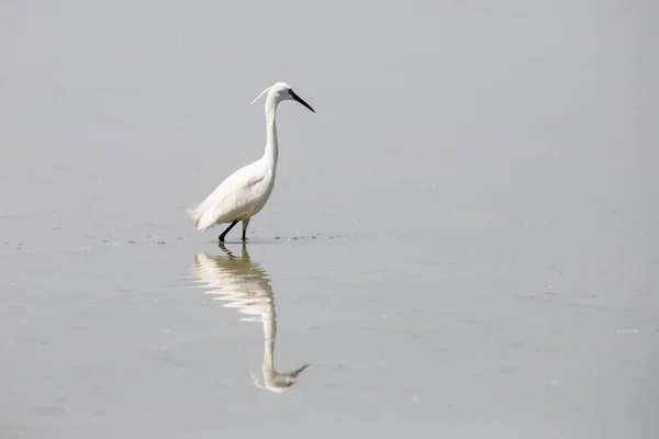 Pequeno Egret Egretta Garzetta — Fotografia de Stock