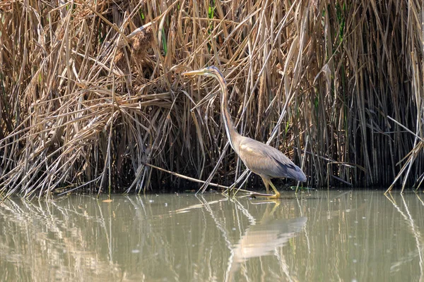 Пурпурная Цапля Ardea Purpurea Замаскированная Тростнике — стоковое фото