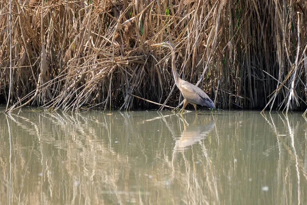 Purpurreiher Ardea Purpurea Getarnt Schilf — Stockfoto