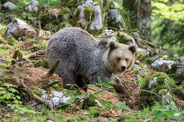 Medvěd Hnědý Ursus Arctos Lese Slovinsko — Stock fotografie