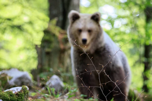 スロベニアの森でヒグマ Ursus Arctos — ストック写真