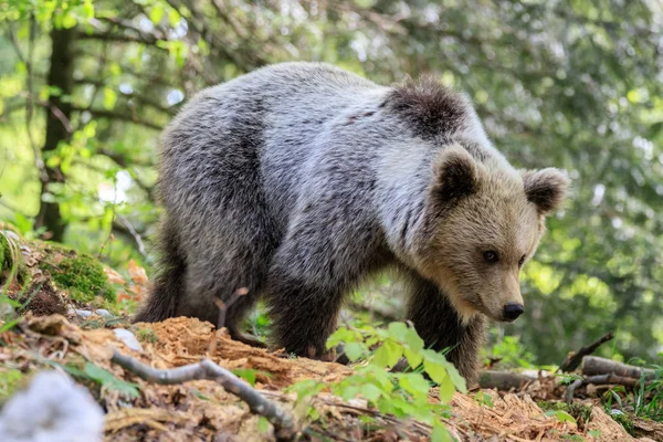 Brown Bear Ursus Arctos Forest Slovenia — Stock Photo, Image