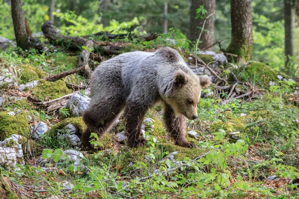 Бурий Ведмідь Урсус Arctos Лісі Словенії — стокове фото