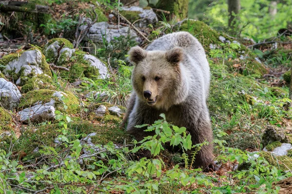 Medvěd Hnědý Ursus Arctos Lese Slovinsku — Stock fotografie