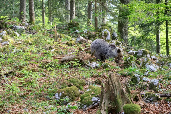 Ours Brun Ursus Arctos Dans Forêt Slovénie — Photo
