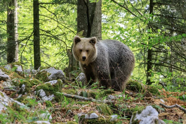 Бурый Медведь Ursus Arctos Лесу Словении — стоковое фото