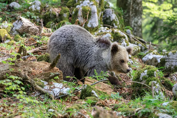 Medvěd Hnědý Ursus Arctos Lese Slovinsku — Stock fotografie