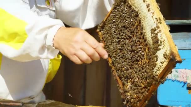 Apicultor elimina un marco de panal de abeja — Vídeo de stock