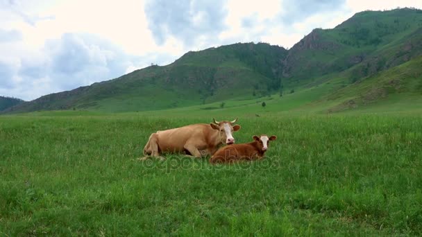 Cow with her calf lying and resting in a meadow — Stock Video