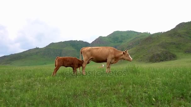 Vacas pastando em um pasto alto nas montanhas . — Vídeo de Stock