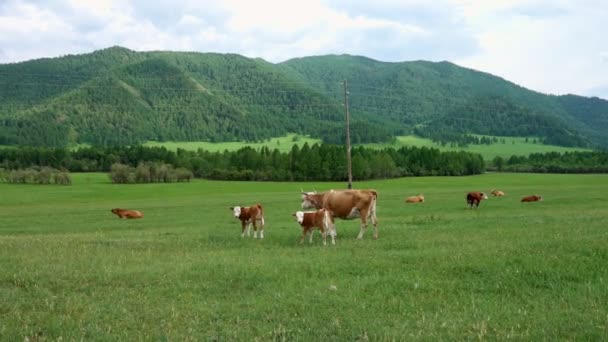 Kühe grasen auf einer Wiese — Stockvideo