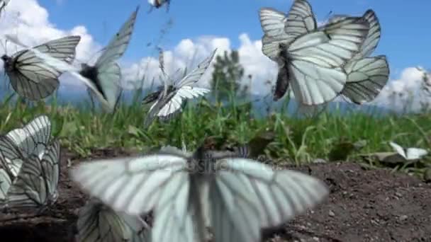 mnoho bílých motýli letící od země do nebe