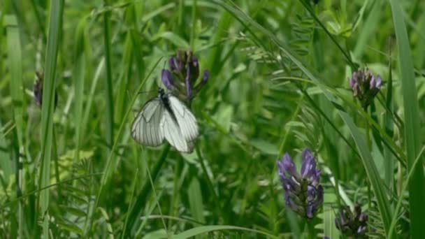 Schmetterling mit Kleeblumen — Stockvideo