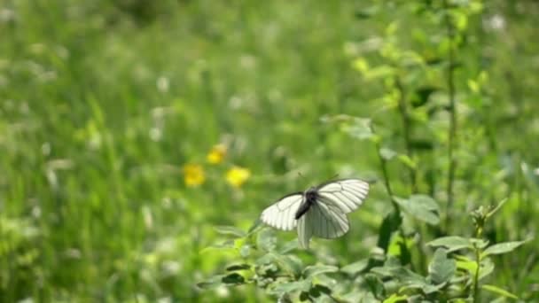 Borboleta branca voando no prado verde com flores — Vídeo de Stock