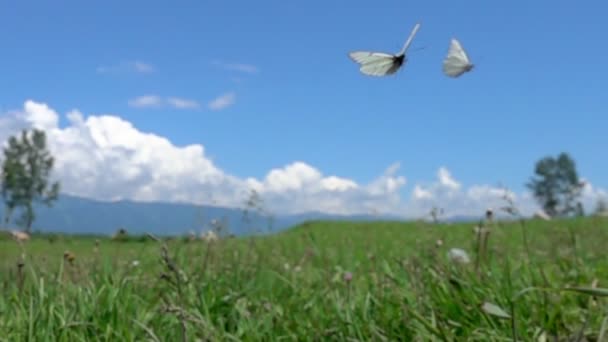 White butterflies flying in slow motion — Stock Video