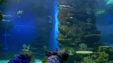 büyük akvaryum küçük köpekbalıkları bakarak çocuklar