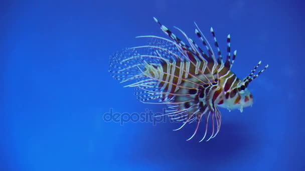 Lionfish undervattens 4k — Stockvideo