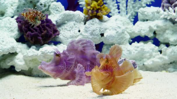 Tropische Fische im Aquarium — Stockvideo