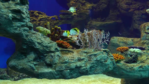 热带鱼和水下的珊瑚 — 图库视频影像