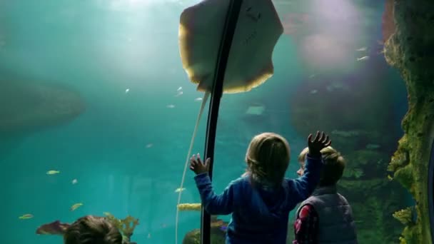Kids looking at stingray and exotic fishes in the big aquarium — Stock Video