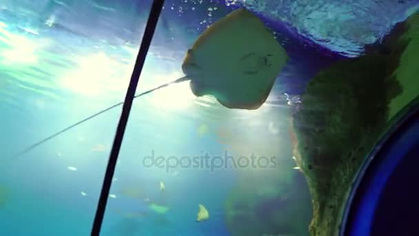 I bambini si divertono e guardano Stingray in un grande acquario — Video Stock