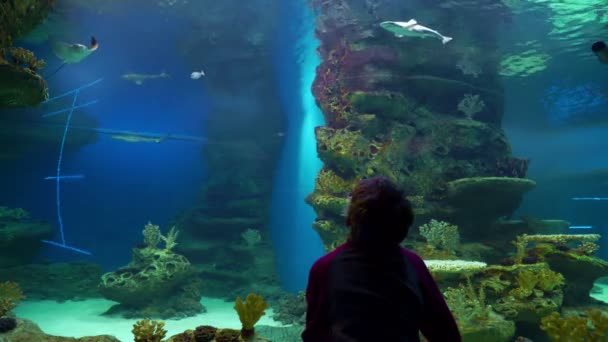 Kleiner Junge beobachtet die Unterwasserwelt — Stockvideo